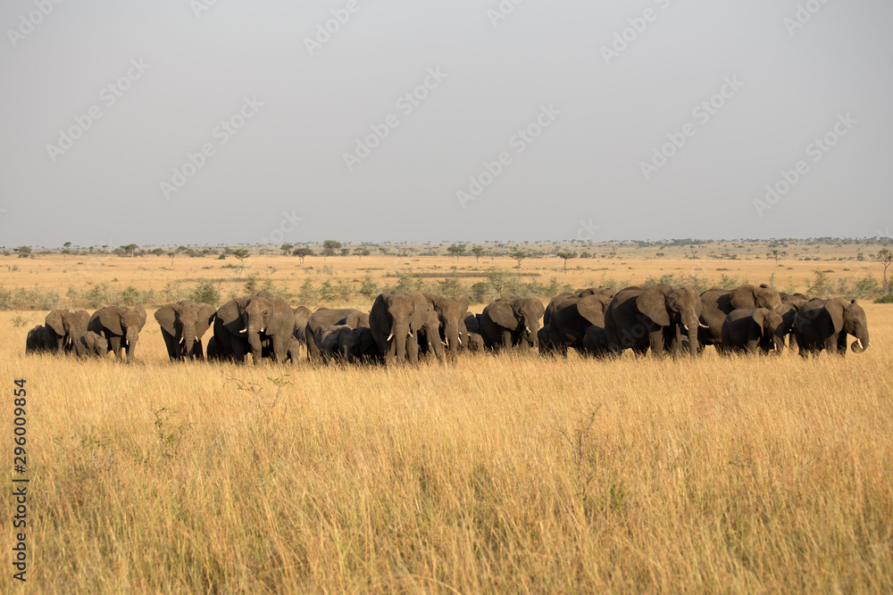 Elephants (Loxodonta africana) in Tanzania Africa	