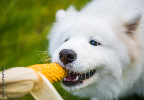 White Samoyed dog is eating his corn