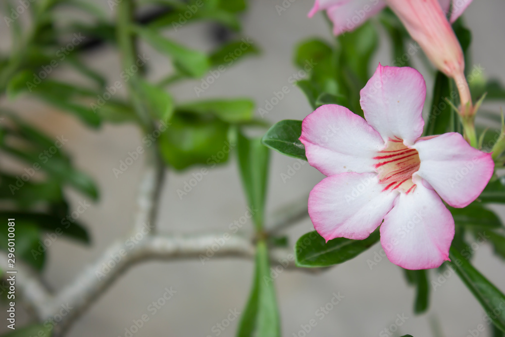 Flower Flower