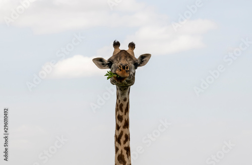 Eating giraffe in savannah © Anastasia