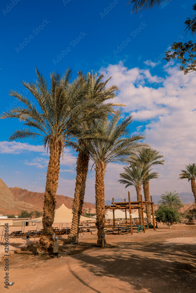 Palm Trees in the Arava Oasis, Timna National Park, Israel