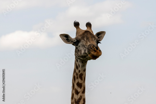 Eating giraffe in savannah