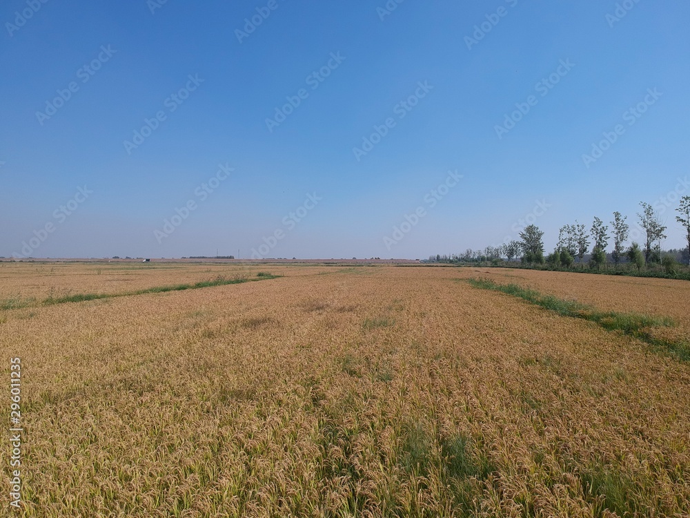 Fototapeta premium Mature rice in the field