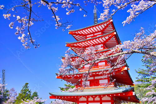 新倉山浅間公園内の五重塔と満開の桜