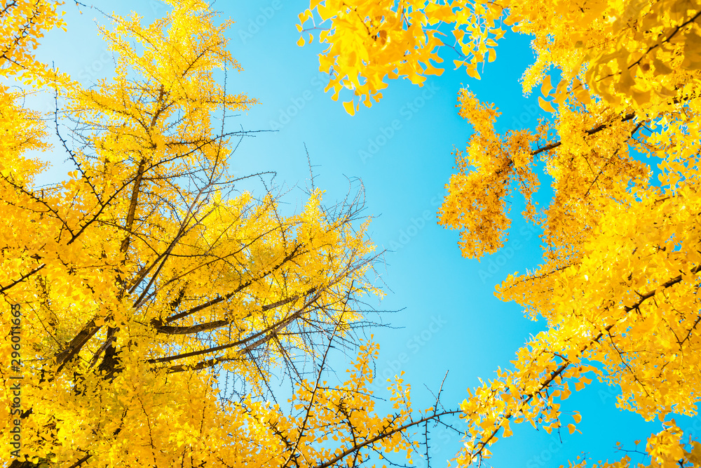 Autumn yellow ginkgo trees with blue sky