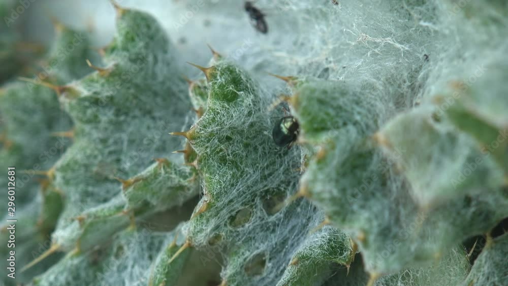 Ants crawl along young leaf Arctium is genus of biennial plants commonly known as burdock, family Asteraceae, in early spring. Macro Ants crawl along young leaf Arctium is genus of biennial plants commonly known as burdock, family Asteraceae, in early spring. Macro