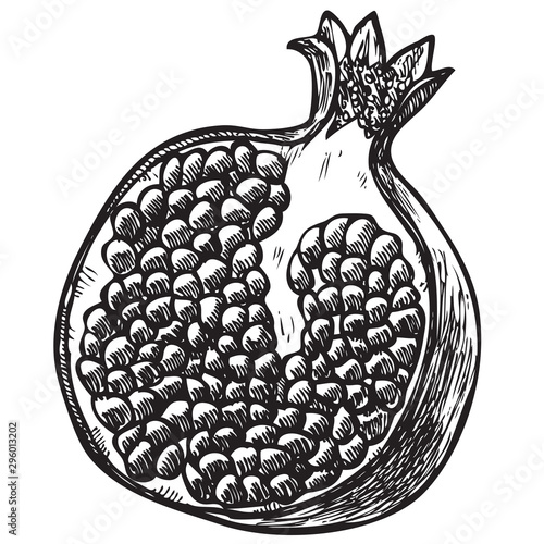 Hand drawn fresh fruit garnet. Vector illustration on the white background. Organic food.