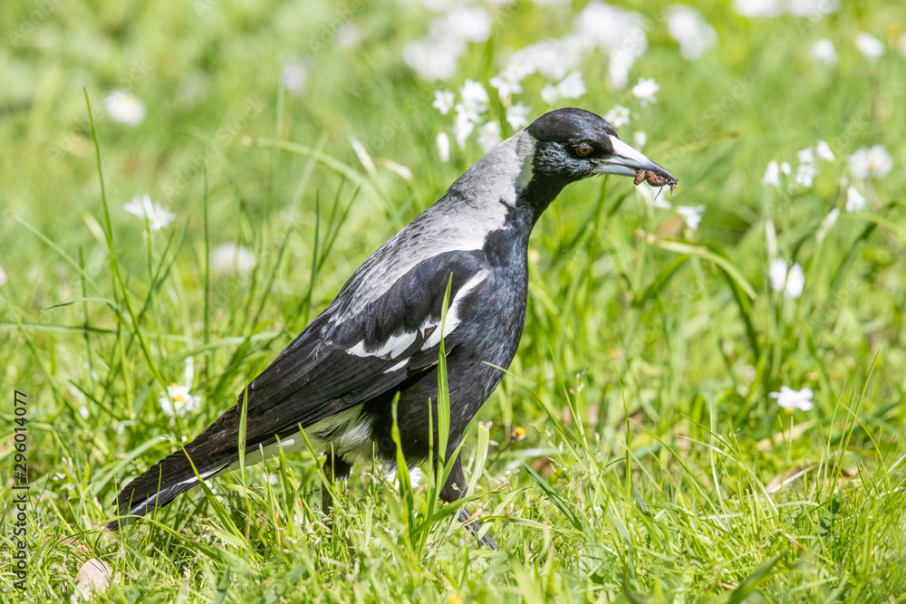 Fototapeta premium Australasian Magpie in Victoria