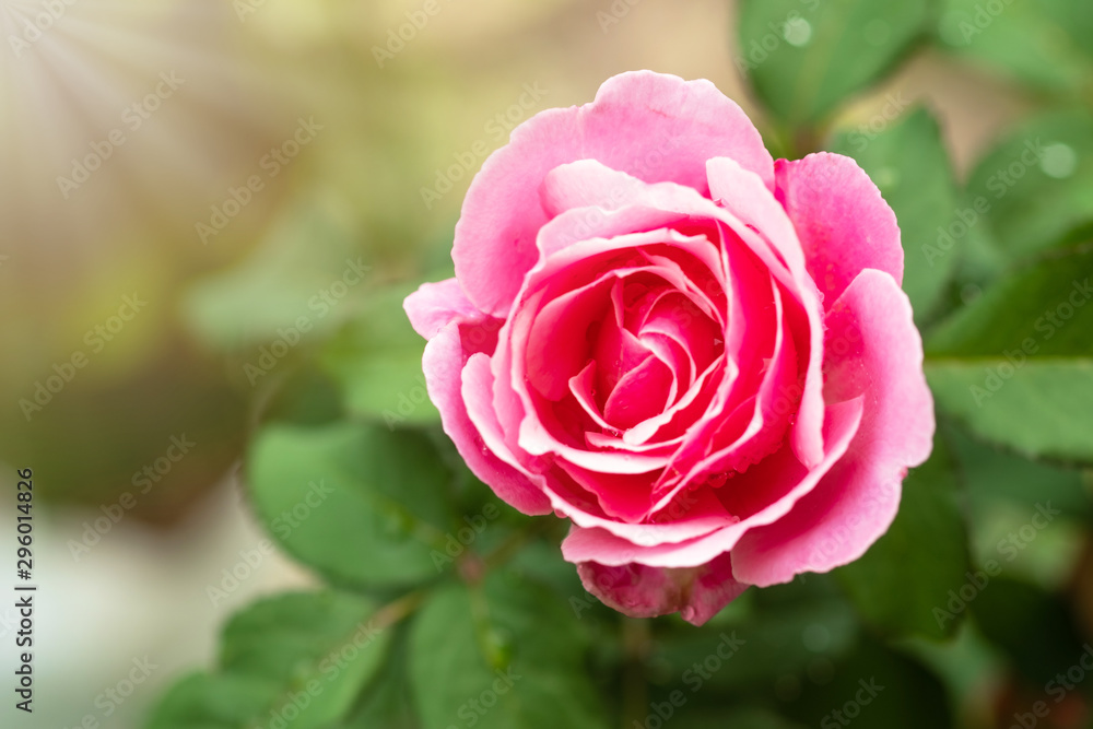 Pink rose in the green garden. For Valentines Day. Pink rose in the green garden. For Valentines Day.