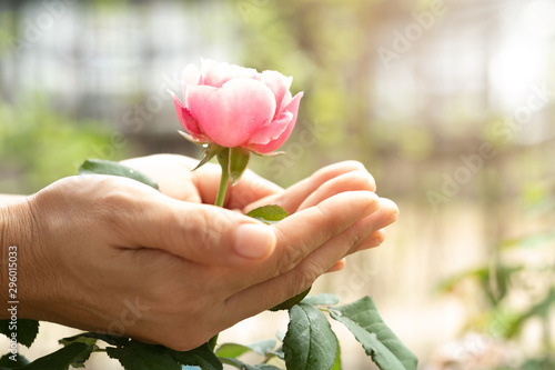 Women hands of agriculture and pink rose in the green garden. For Valentines Day.