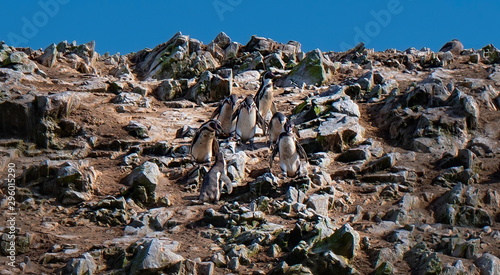 Family of penguins at Paracas National Reservation, Pisco region, Peru