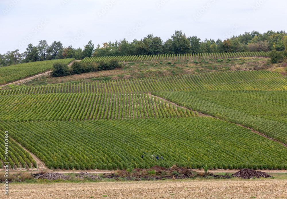 Champagne vineyards in the Cote des Bar area of the Aube department. France