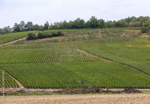 Champagne vineyards in the Cote des Bar area of the Aube department. France © wjarek