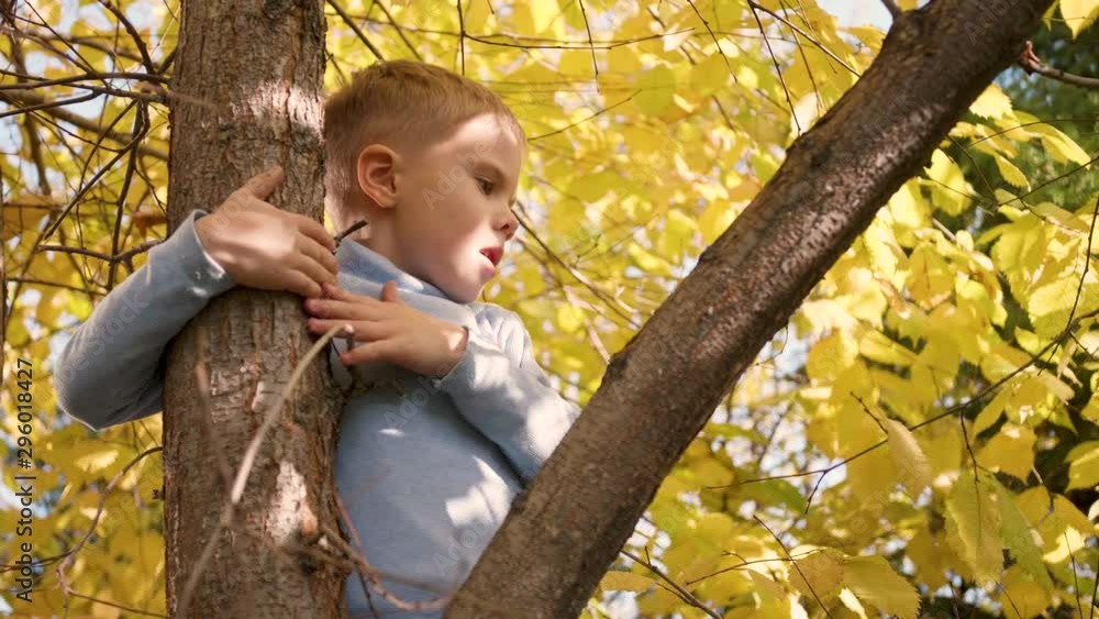 The child climbed a tree. He plays with berries and yellow leaves. Bright autumn Sunny day. Outdoor entertainment The child climbed a tree. He plays with berries and yellow leaves. Bright autumn Sunny day. Outdoor entertainment
