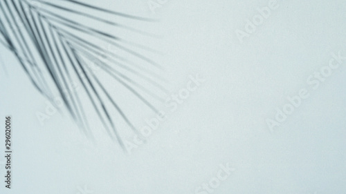 Palm leaf shadow on a light blue background