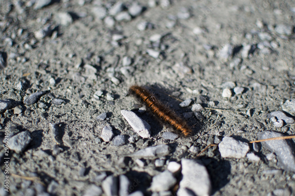 Orange typical worm on a grey rocky ground in Snowdonia, Wales Orange typical worm on a grey rocky ground in Snowdonia, Wales