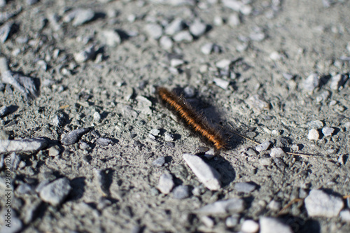 Orange typical worm on a grey rocky ground in Snowdonia, Wales
