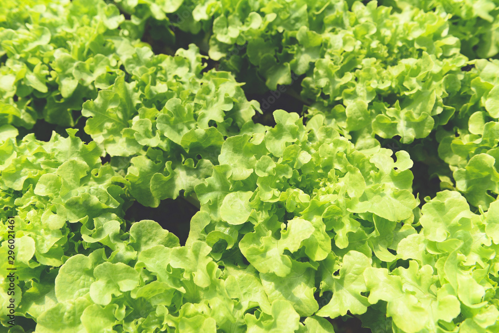 Vegetable hydroponic system - young and fresh green oak salad growing garden hydroponic farm salad plants on water without soil agriculture in the greenhouse organic for health food Vegetable hydroponic system - young and fresh green oak salad growing garden hydroponic farm salad plants on water without soil agriculture in the greenhouse organic for health food