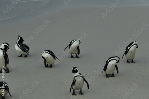 penguins on their beach near cape town