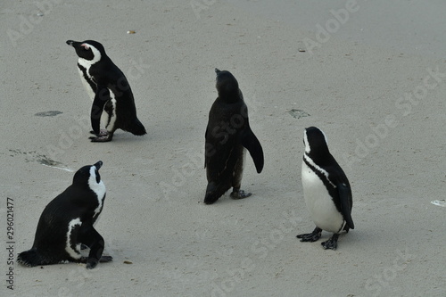 penguins on their beach near cape town