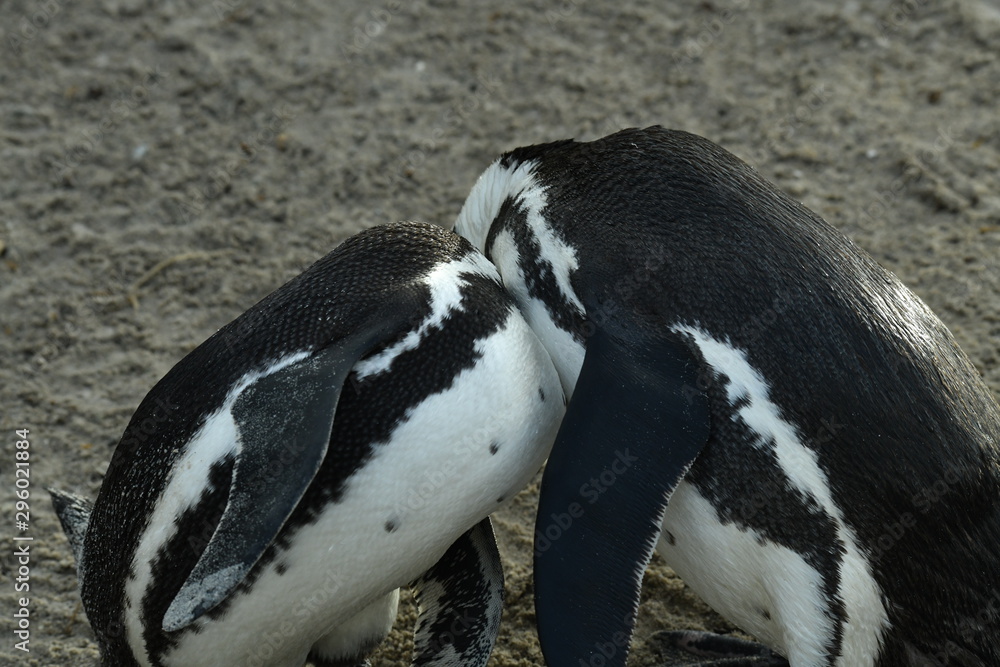 Fototapeta premium penguins on their beach near cape town
