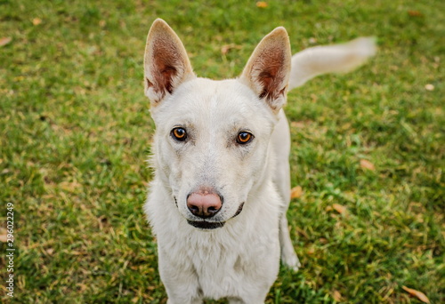portrait of a beautiful white dog looking at the lens