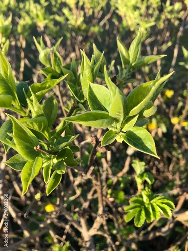 green plant in the garden