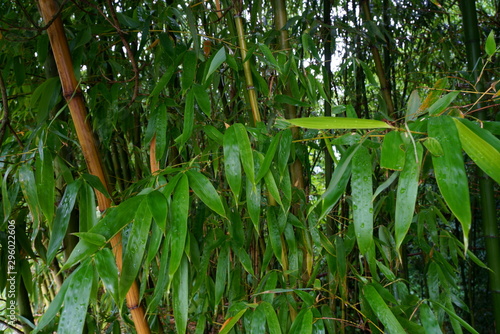 緑色一杯の竹の林