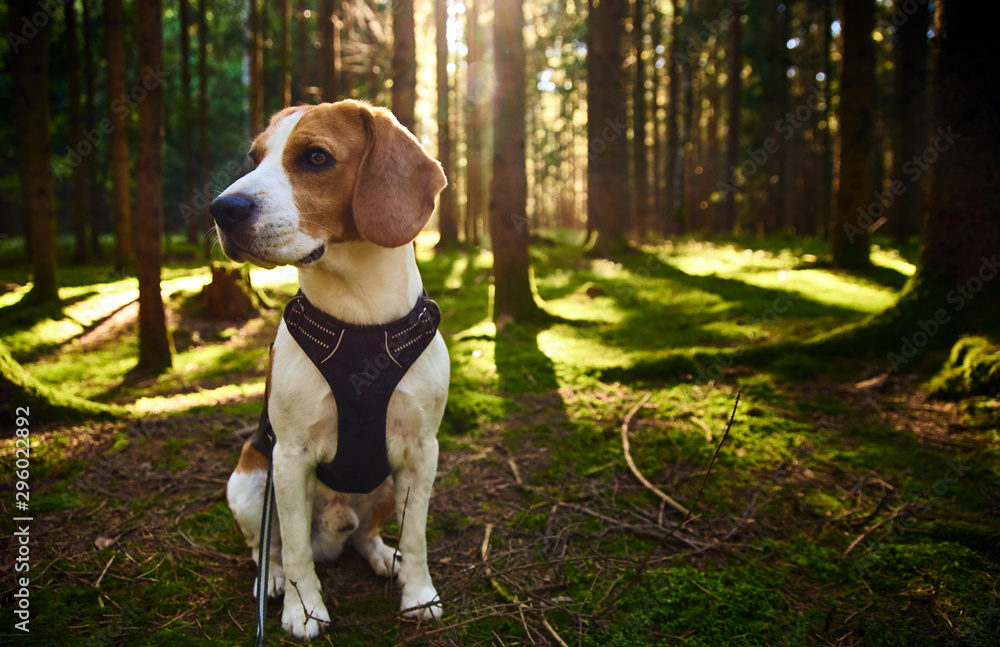 The beagle dog in sunny autumn forest. Alerted hound searching for scent and listening to the woods sounds.