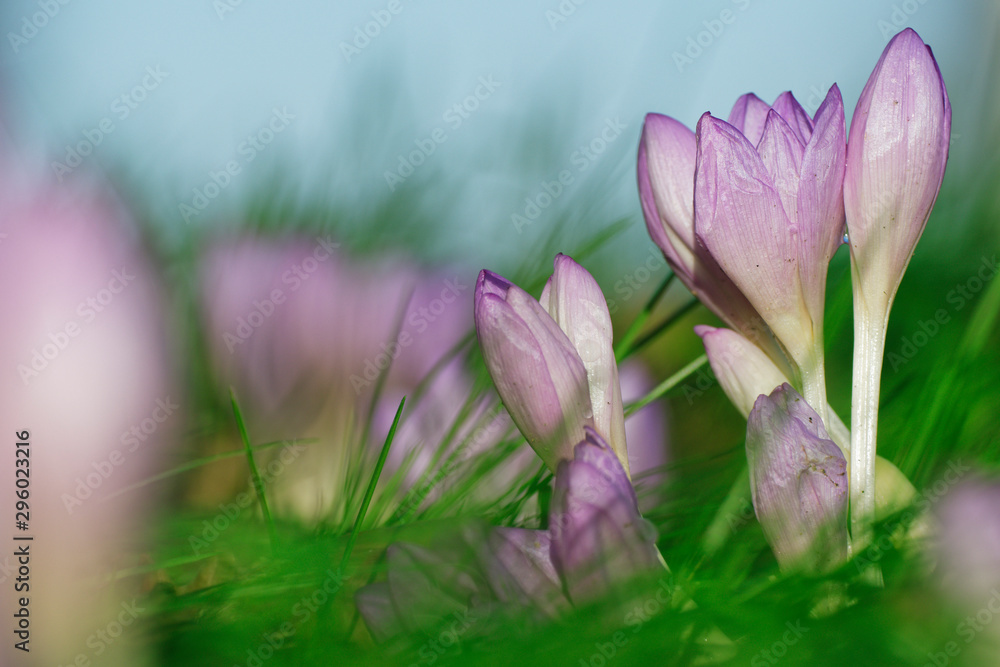 Fototapeta premium Herbstzeitlose