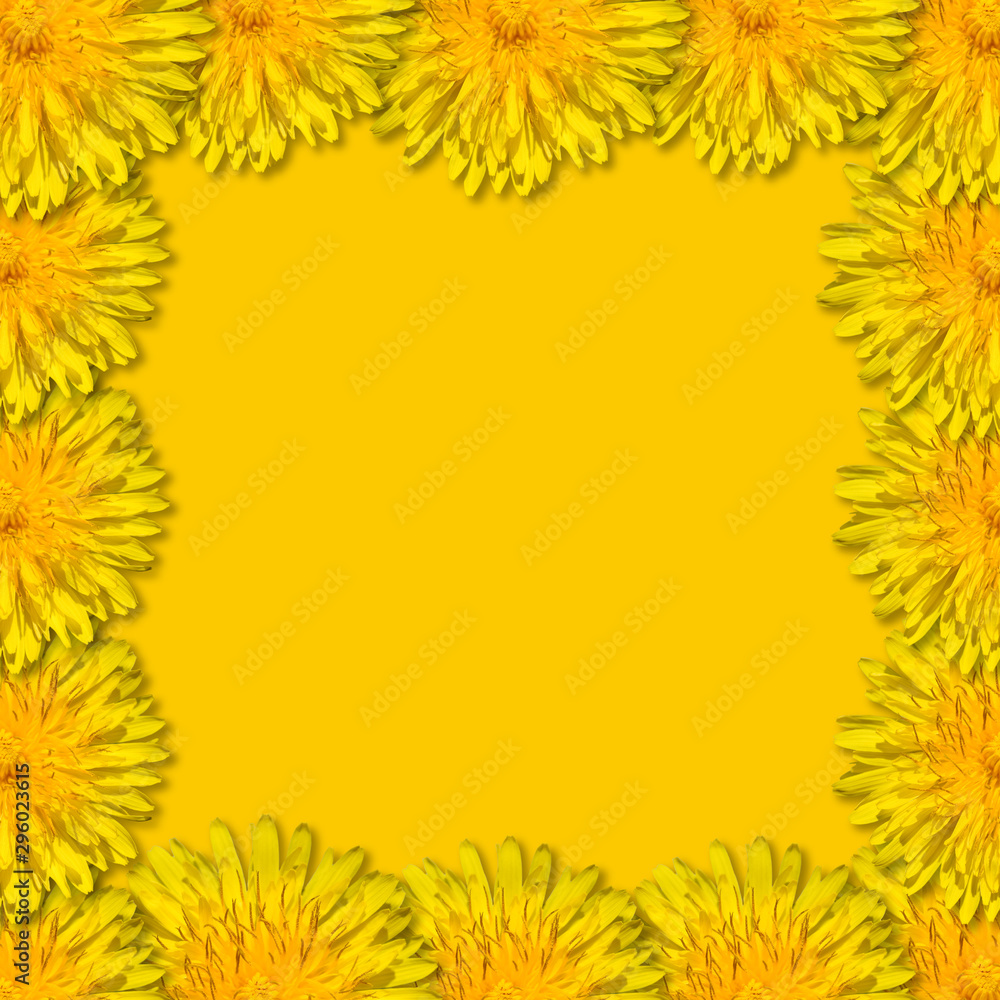 Yellow flowers arranged in a square frame on yellow background. Floral frame from dandelions. Copy space. Monochrome.