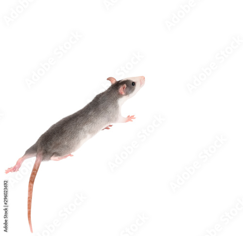 Funny gray rat isolated on white. Rodent pets. Domesticated rat close up.