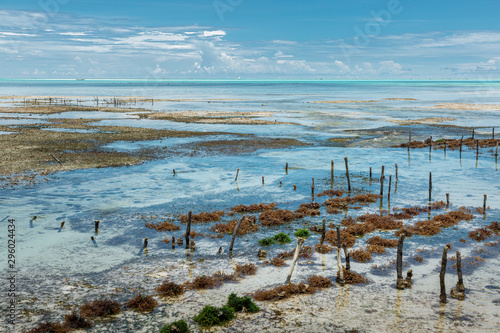 Low tide showing algae cultivation