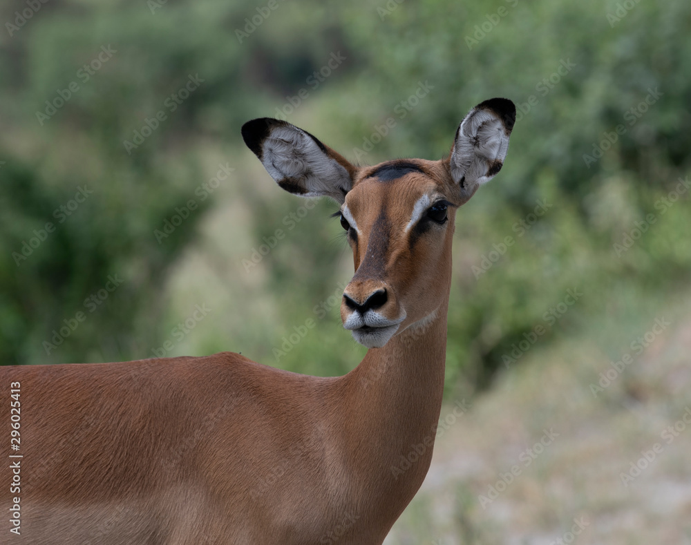 Antelope impala Antelope impala