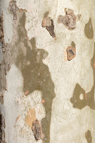 A vertical closeup outdoor shot of a smooth sycamore tree trunk on a sunny day. Natural camouflage tree bark. Beautiful texture background