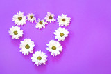 White chrysanthemum in the shape of heart on a purple background