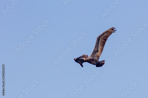 Flying Brown Pelican, Pelecanus occidentalis, in Jamaica
