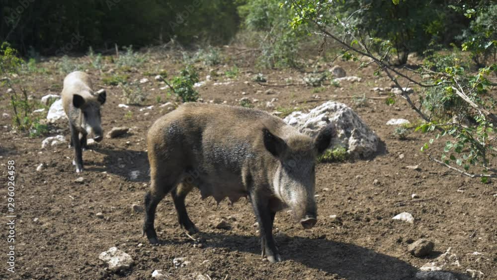 Female wild boar looking at camera in slow motion, pan left Female wild boar looking at camera in slow motion, pan left