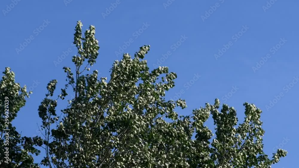 Silver Poplar (Populus alba) branches moving in the wind. Silver Poplar (Populus alba) branches moving in the wind.