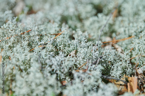 Moss lichen Cladonia rangiferina. Grey reindeer lichen. Beautiful light-colored forest moss growing in warm and cold climates. Deer, caribou moss. photo