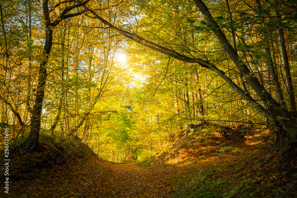 Beautiful alley in the autumnal forest, Poland