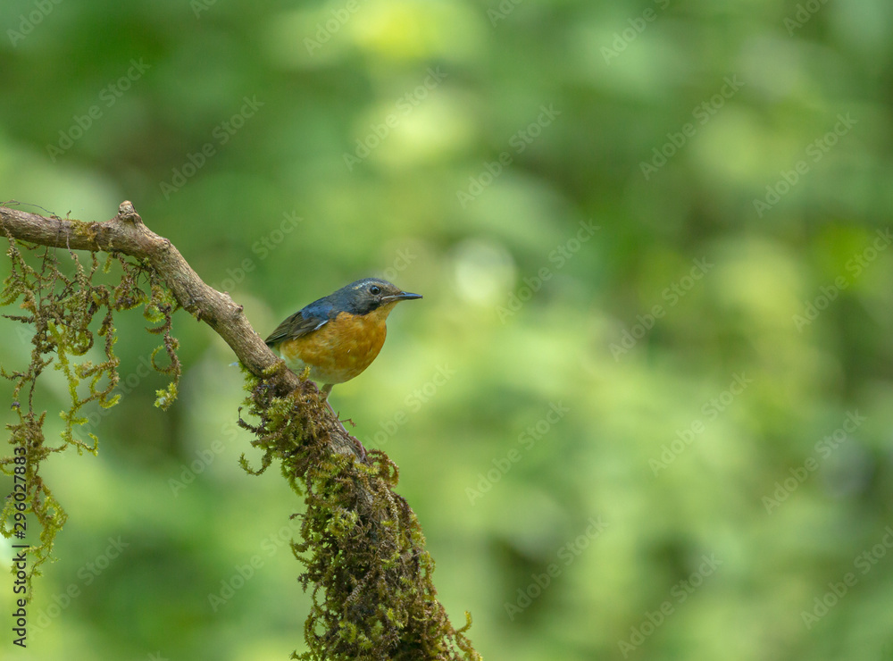 Indian Blue Robin seen at Ganeshgudi,Dandeli,Karnataka,India Indian Blue Robin seen at Ganeshgudi,Dandeli,Karnataka,India
