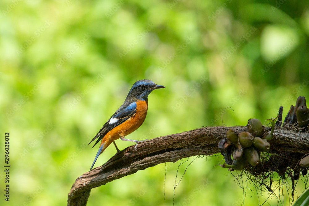 Blue capped rock Thrush seen at Ganeshgudi,Dandeli,Karnataka,India Blue capped rock Thrush seen at Ganeshgudi,Dandeli,Karnataka,India