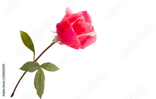 rose isolated