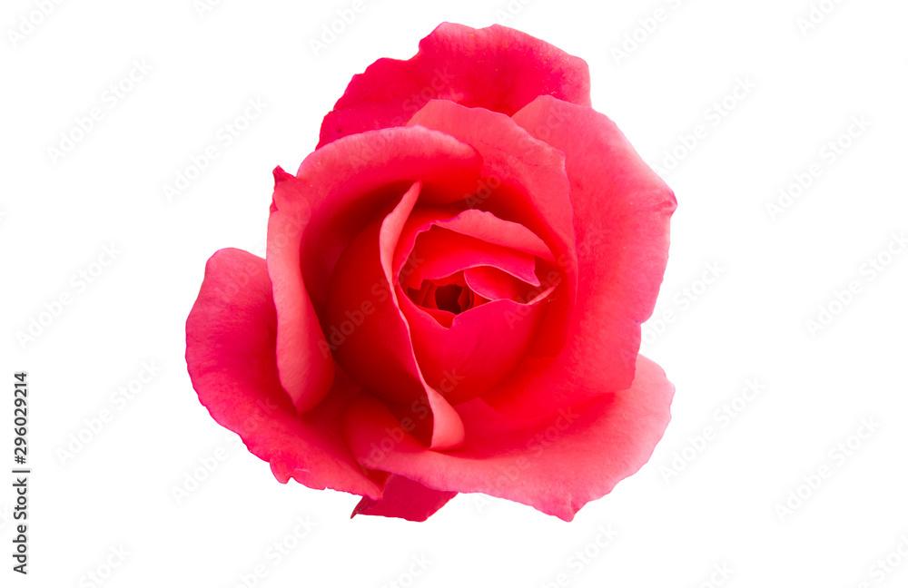 rose isolated rose isolated