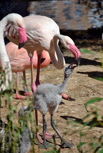 Pink flamingo and her chick