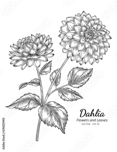 Dahlia flower drawing illustration with line art on white backgrounds Fototapeta