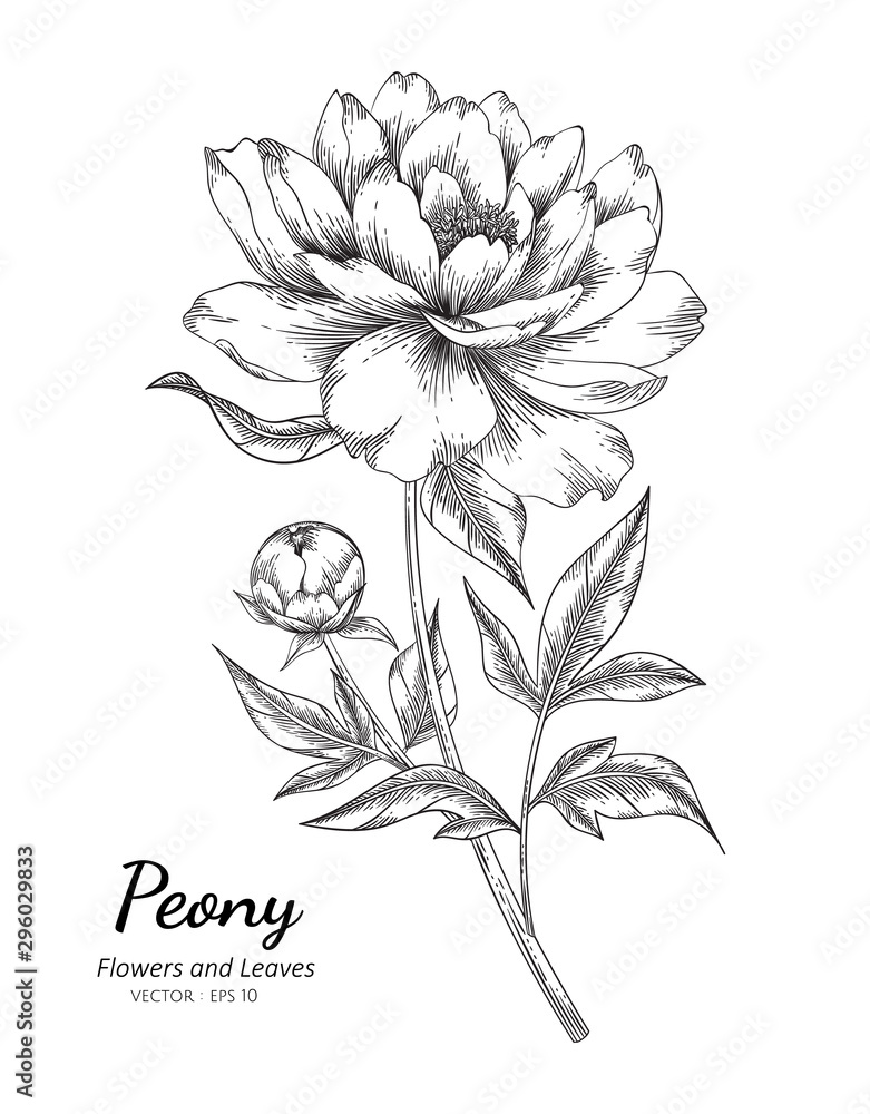 Fototapeta Peony flower drawing illustration with line art on white backgrounds.