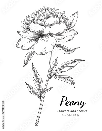 Peony flower drawing illustration with line art on white backgrounds.