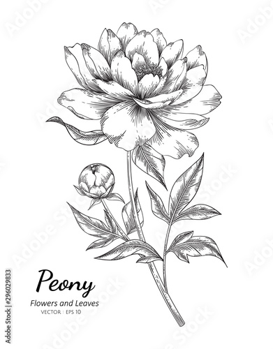 Peony flower drawing illustration with line art on white backgrounds.